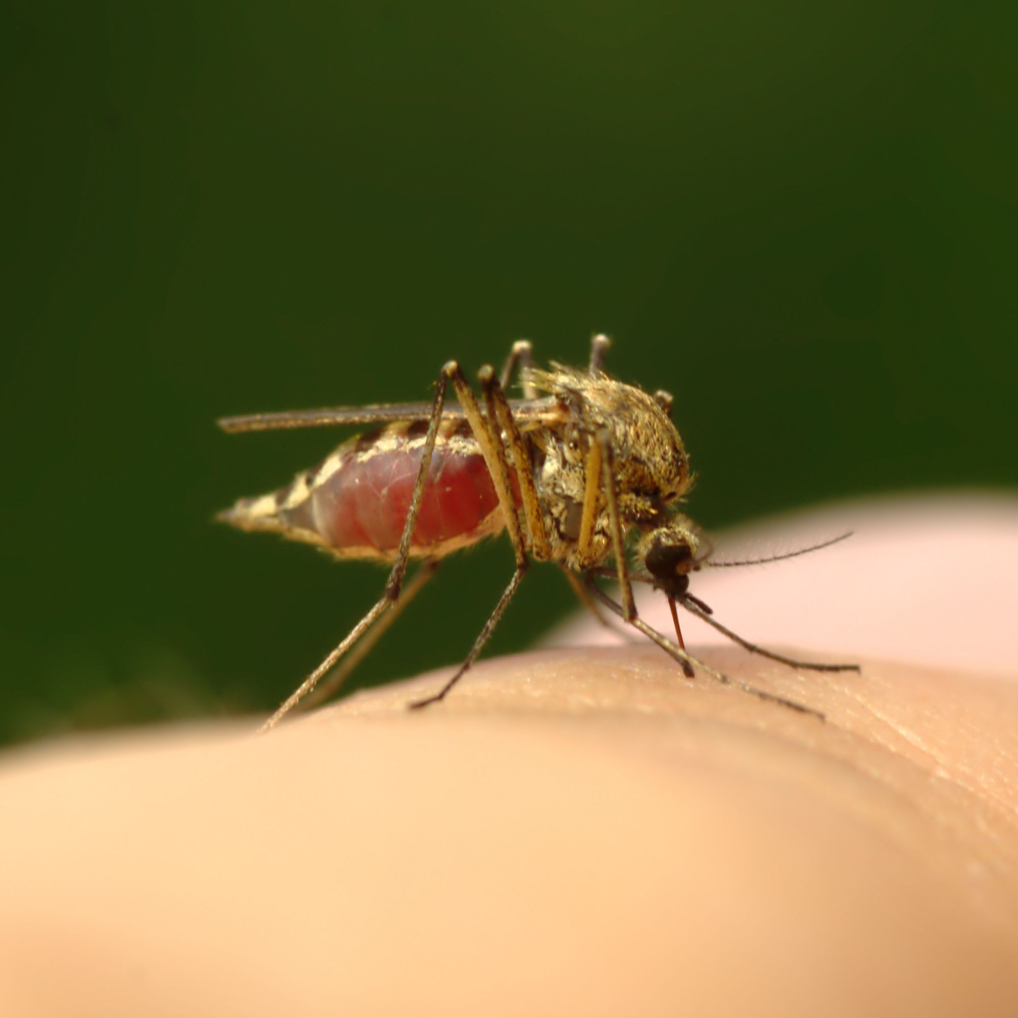 Mosquito feeding on cock