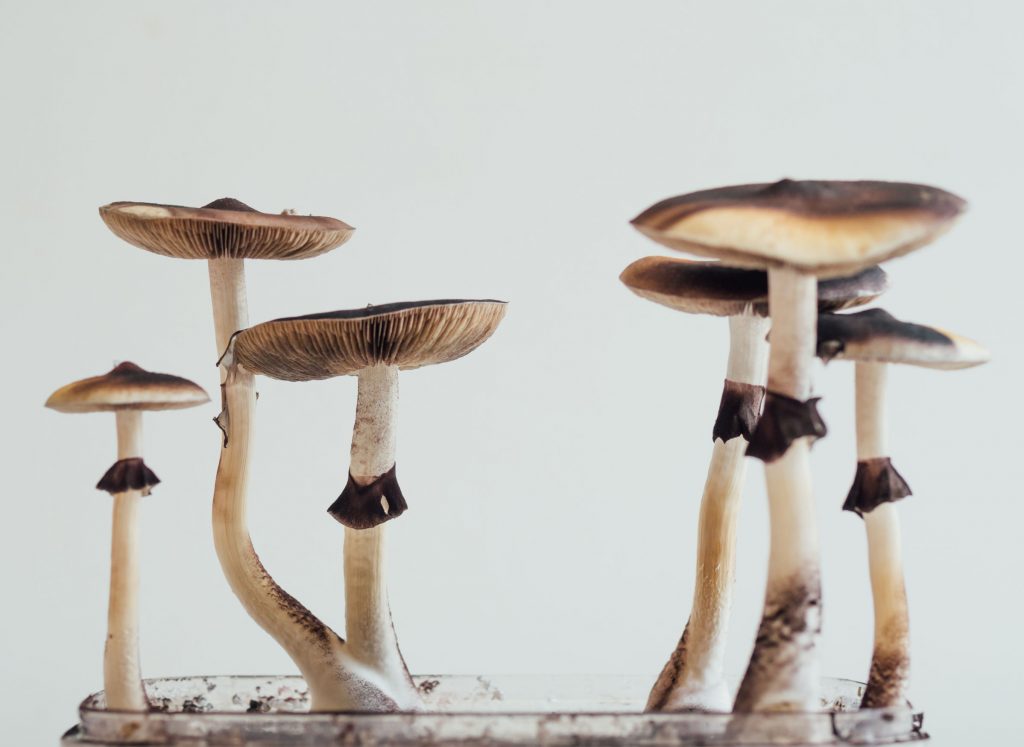 Legislation to Decriminalize Psilocybin Mushrooms on the Table in Denver