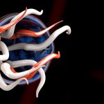 Using Parasitic Worms for Lowering Inflammation