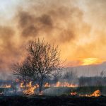 Wildfire Smoke Making COVID-19 Cases and Deaths Worse