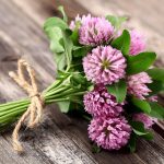 Fermented Red Clover to Decrease Hot Flashes of Menopause