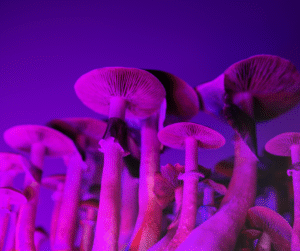mushrooms