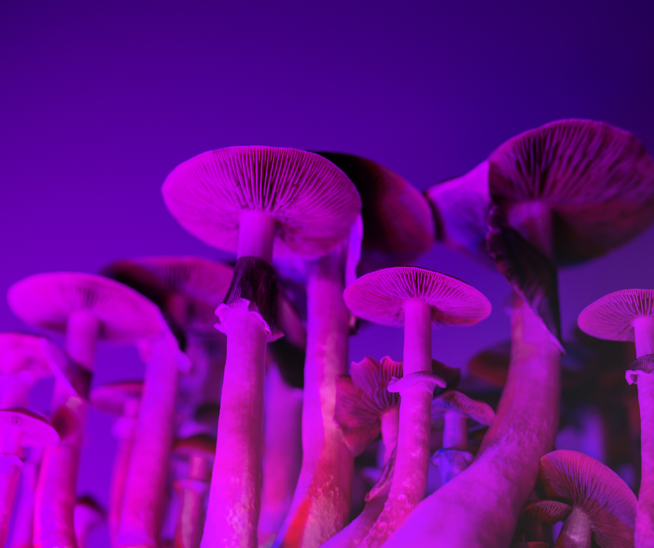 mushrooms