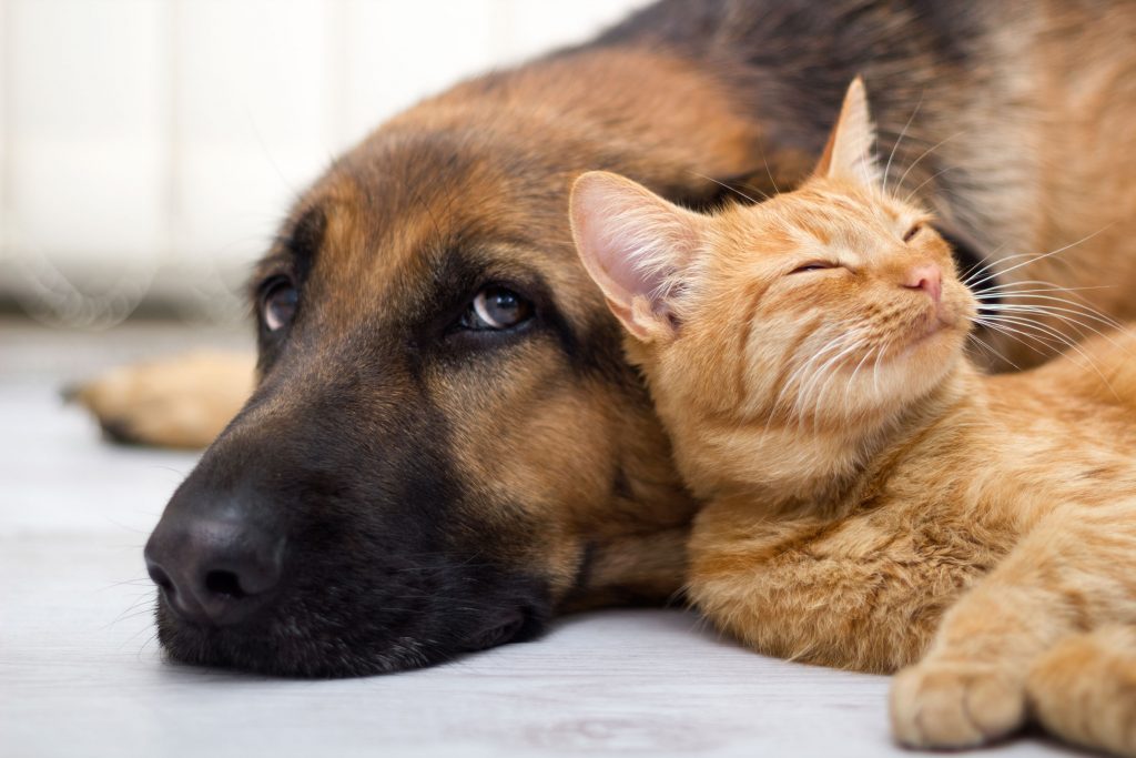 A Good Feeling about Gut Healing for Pets