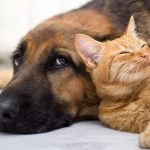 A Good Feeling about Gut Healing for Pets