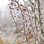Winter is Coming: A Look at Hypothermia and Frost Bite