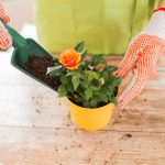 Gardening at Home is Great for Well-Being, Especially During a Pandemic