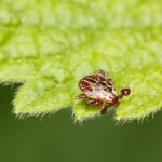 Meat Allergy Triggered by Tick Bites