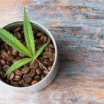 Connection Between Coffee and Cannabis?