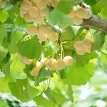 Ginkgo Seed Extract for Bacterial Skin Infections