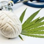 Differences in brain systems for habitual behavior distinguish heavy cannabis users
