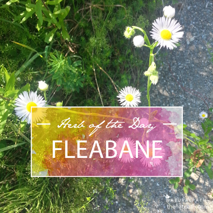 daisy fleabane uses