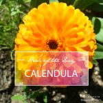 Herb of the Day: Calendula