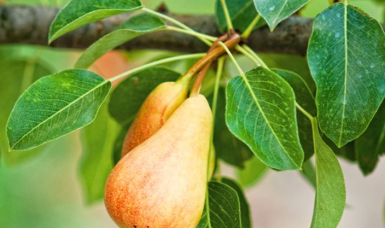 Research Shows Pears Could be Part of a Healthy Diet to Manage Diabetes