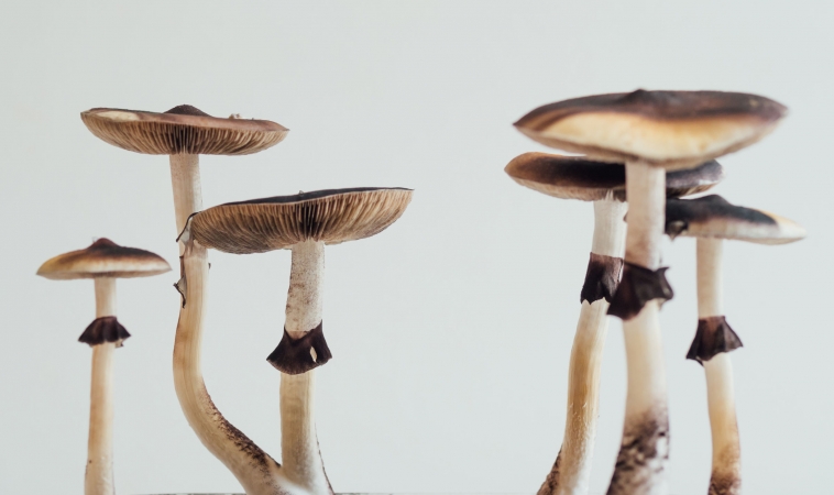 Legislation to Decriminalize Psilocybin Mushrooms on the Table in Denver