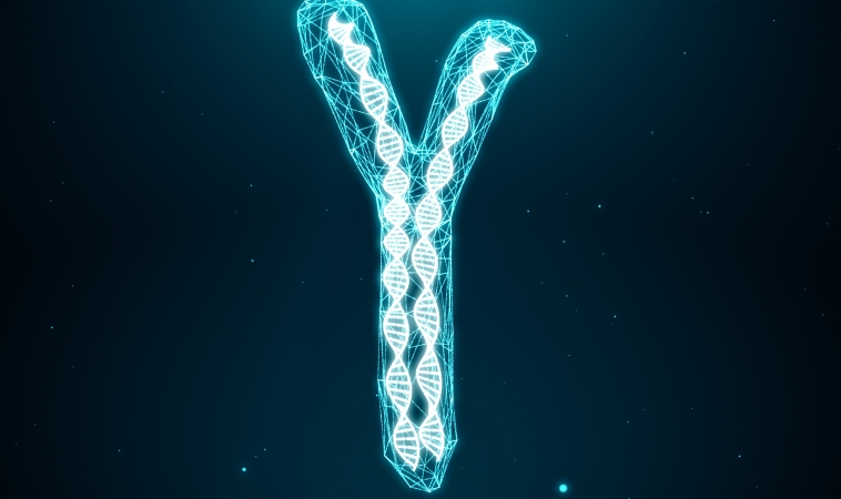 Men’s “Y” Chromosome Does More than Thought