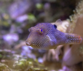 Pufferfish Toxin to Replace Opioids?