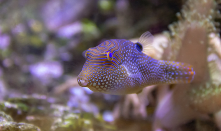 Pufferfish Toxin to Replace Opioids?