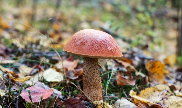 Mushrooms May Help Lower Depression