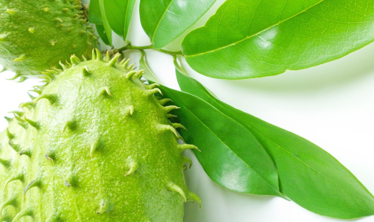 Tropical fruit extract may be effective in combating lung cancer