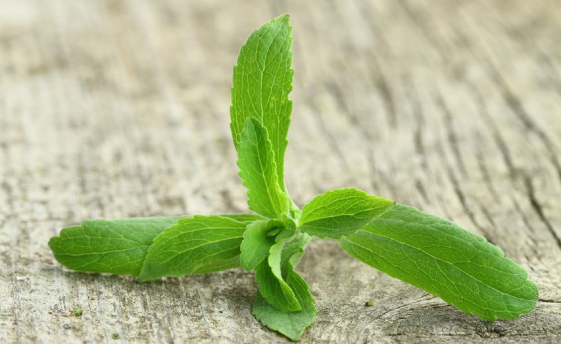 Stevia Performed Better than Antibiotics in Treatment of Lyme Disease