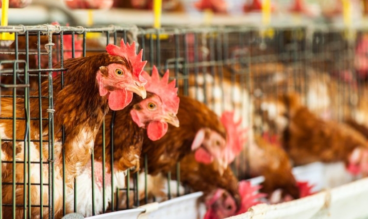 CDC: No Avian Flu Reported in the USA yet