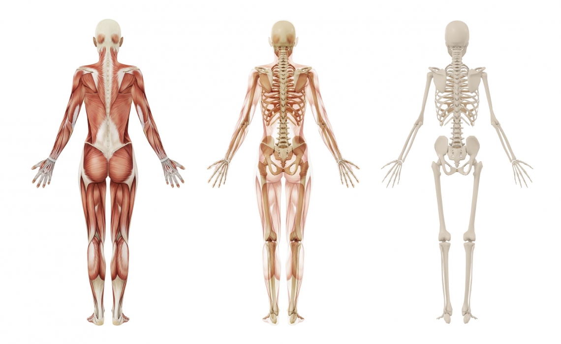 Анатомия человека скелет женщины