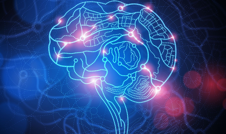 Absence Of Serotonin Shown To Alter Function Of Brain Connections