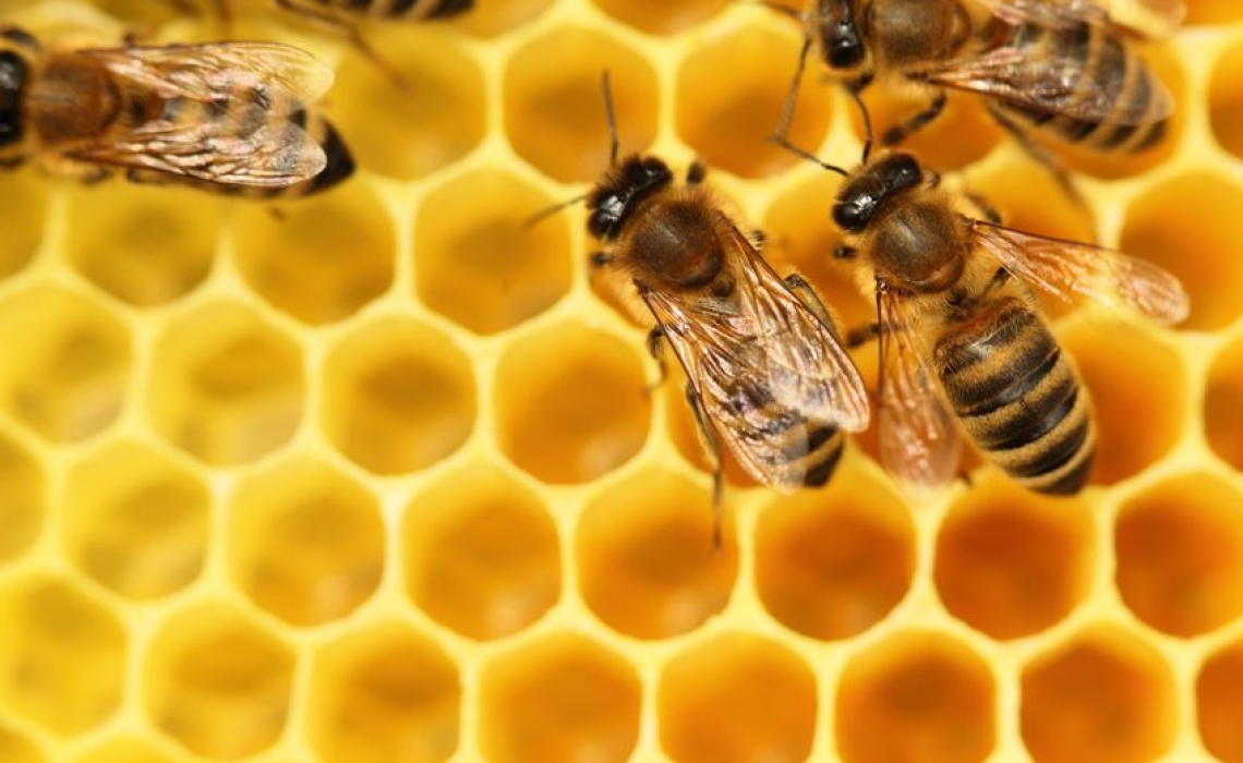 Three processing methods for longan honey do not impact its value