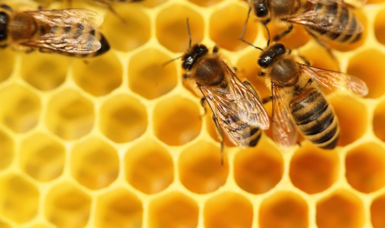 Three processing methods for longan honey do not impact its value