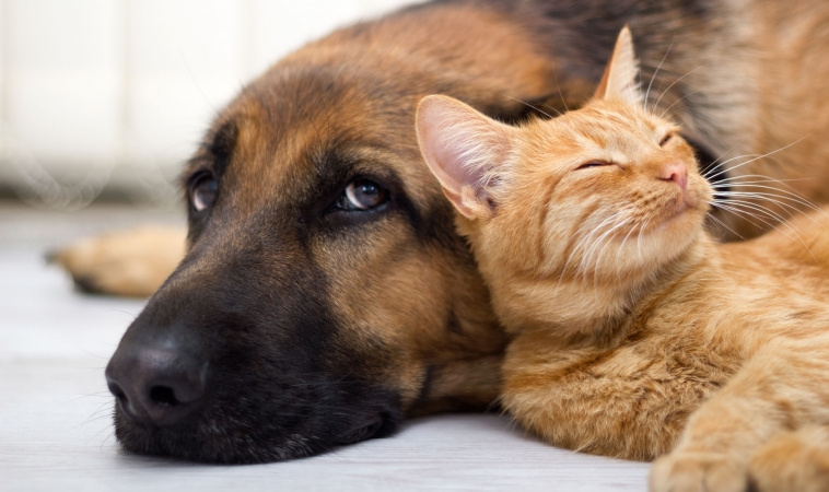 A Good Feeling about Gut Healing for Pets