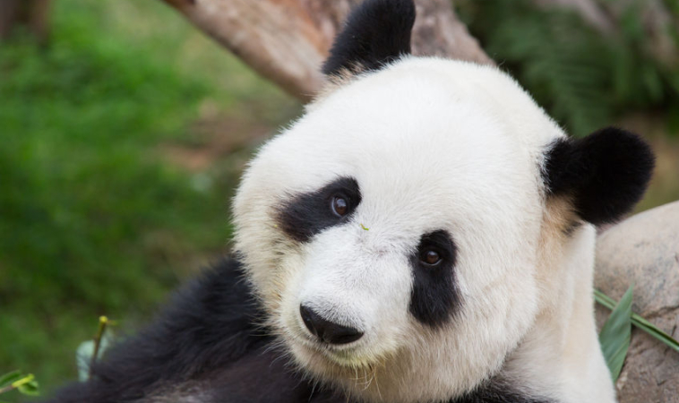 Toxoplasmosis, the Universal Disease, Now Found Also in Giant Panda