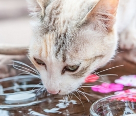3 Ways to Get Your Cat to Drink More Water