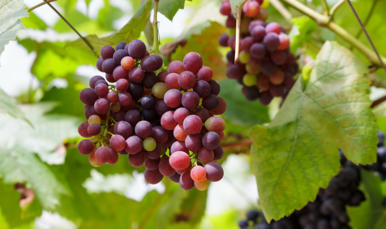 Edible Oils to be Made out of Grapes