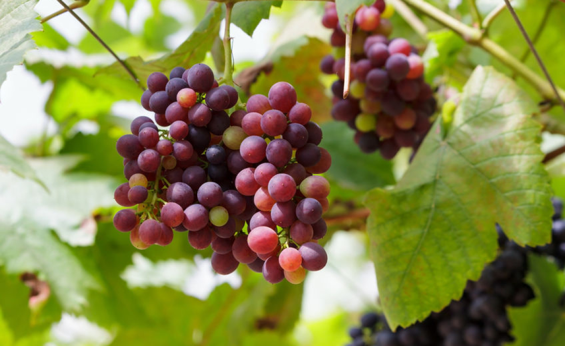 Edible Oils to be Made out of Grapes