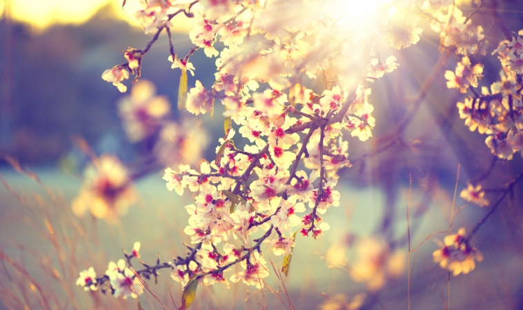 5 Steps to Reduce Springtime Allergy Symptoms Naturally