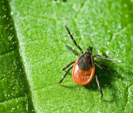 New Biomarkers for Lyme Disease Testing