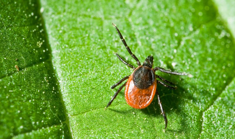 New Biomarkers for Lyme Disease Testing