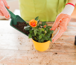 Gardening at Home is Great for Well-Being, Especially During a Pandemic