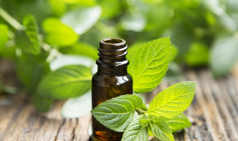 Herbs and Essential Oils for Coughs and Colds 