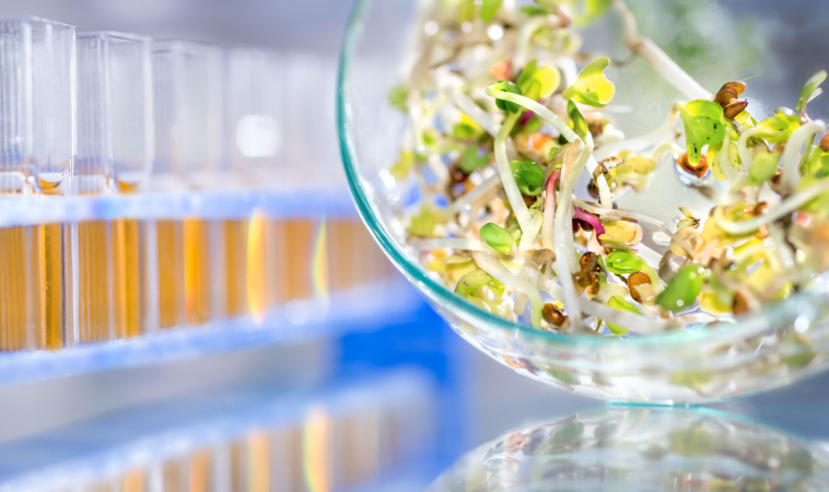 Information on Contaminated Raw Sprouts