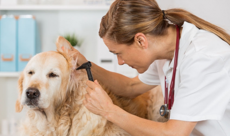 3 Reasons Your Pet Gets Ear Infections and How to Stop Them