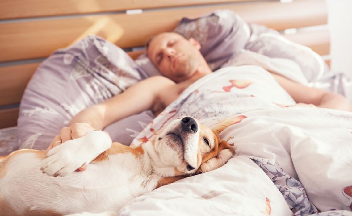 How Does Sharing a Bed with Your Dog Affect your Sleep?
