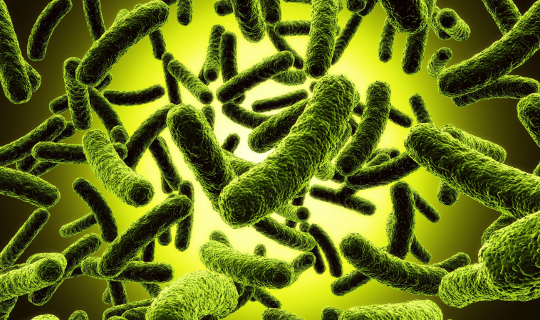 Gut Microbes Give Anticancer Treatments A Boost