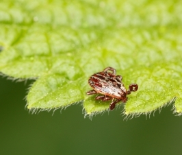 Meat Allergy Triggered by Tick Bites