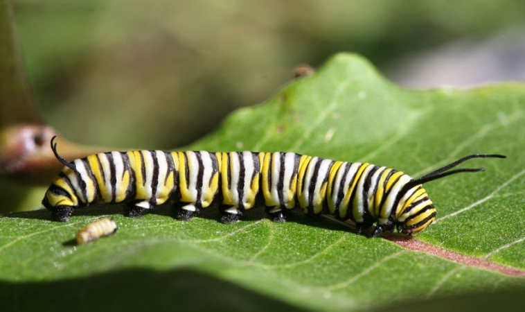 Caterpillar Fungus can Relieve Arthritis Pain