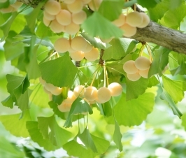 Ginkgo Seed Extract for Bacterial Skin Infections