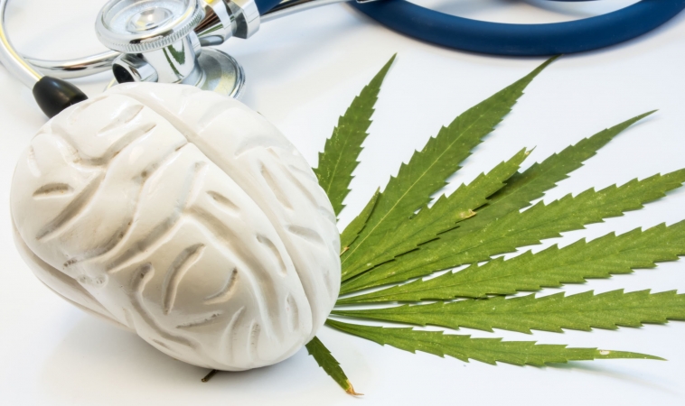 Differences in brain systems for habitual behavior distinguish heavy cannabis users