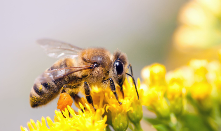 Maryland On Way to Pass Bill to Save Bees