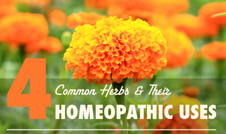 Homeopathic Indications of a Few Common Herbs